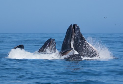 Three humpback whales breaching the surface of a calm ocean, creating splashes against a clear blue sky.