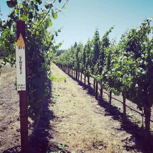 Vineyard rows with green grapevines under a clear blue sky, marked with a sign for Gewurz grapes.