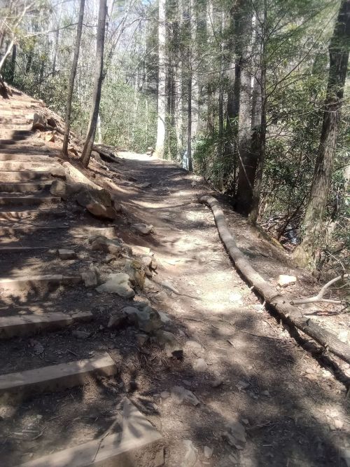 A winding dirt path through a forest, lined with trees and rocky steps, dappled sunlight filtering through the leaves.