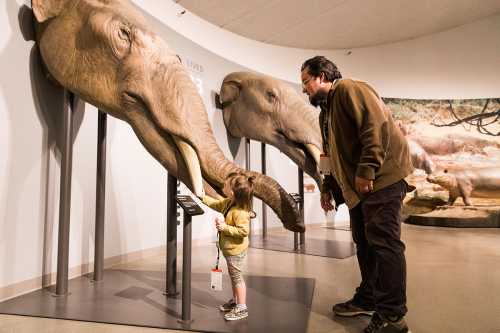 A child interacts with a life-sized elephant model while an adult observes in a museum exhibit.