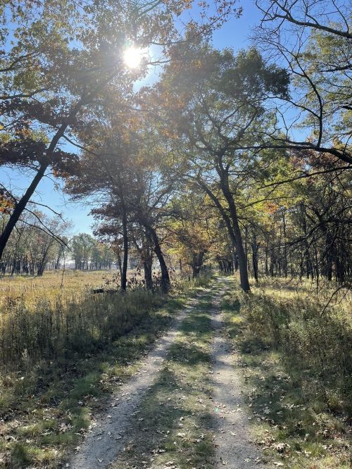 A sunlit path through a forest with colorful autumn leaves and tall trees on either side.