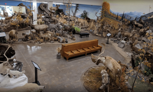 A spacious museum exhibit featuring various taxidermied animals in a natural setting, with benches for visitors.