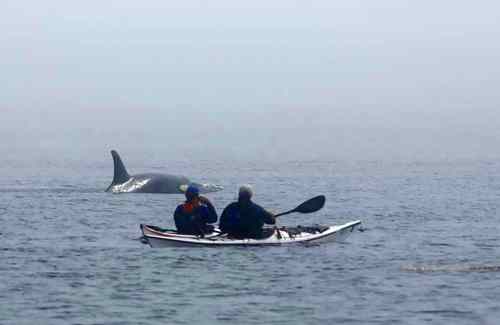 Two kayakers on calm water observe a whale surfacing in the misty distance.