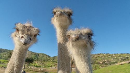 Three curious ostriches with fluffy necks and expressive faces against a clear blue sky.