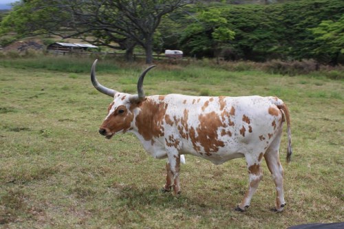A brown and white speckled cow with long horns stands in a grassy field, surrounded by trees.