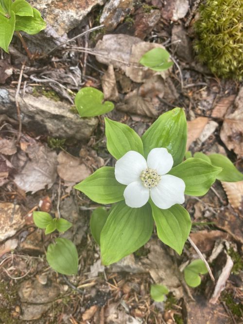 A white flower with green leaves grows among rocks and fallen leaves in a natural setting.
