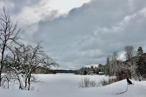 A snowy landscape with a frozen lake, bare trees, and overcast skies, creating a serene winter scene.