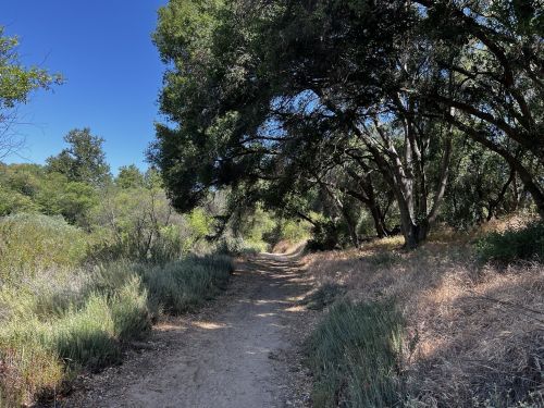 A dirt path winds through a lush, green landscape with trees and shrubs under a clear blue sky.