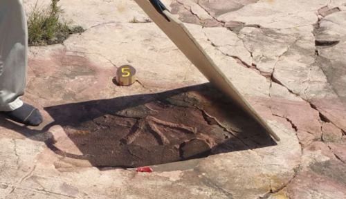 A person using a tool to uncover a fossilized imprint on a rocky surface, with a numbered marker nearby.