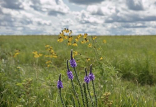 A close-up of purple flowers in a grassy field, with yellow flowers and a cloudy sky in the background.