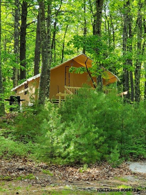 A cozy cabin nestled among green trees in a forested area, with a small porch and grill nearby.