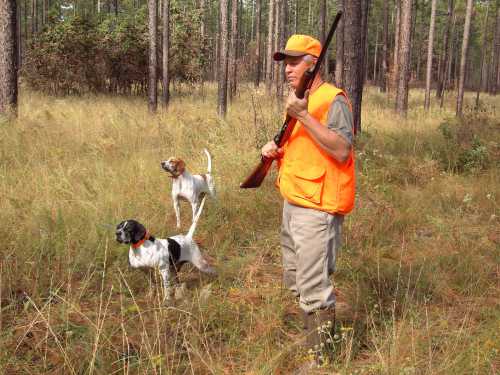 A hunter in an orange vest stands in a forest with two dogs, ready for a hunting expedition.