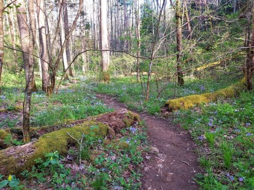 A winding dirt path through a lush forest, surrounded by green foliage and blooming wildflowers.