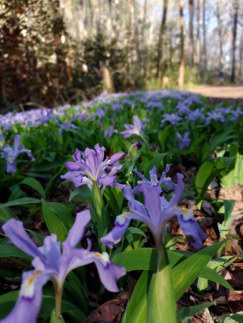 A close-up of purple flowers blooming among green leaves on a forest path, with trees in the background.