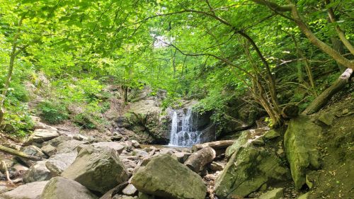 A serene forest scene featuring a small waterfall surrounded by lush greenery and large rocks.