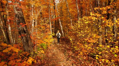 A person walks along a winding trail surrounded by vibrant autumn foliage in a forest.