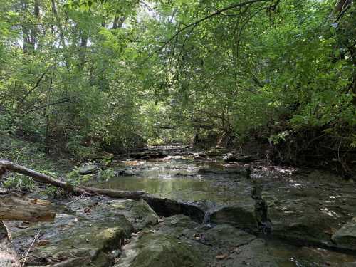 A serene forest scene featuring a small stream surrounded by lush greenery and rocky terrain.