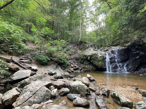 A serene forest scene featuring a small waterfall cascading over rocks into a calm pool, surrounded by lush greenery.