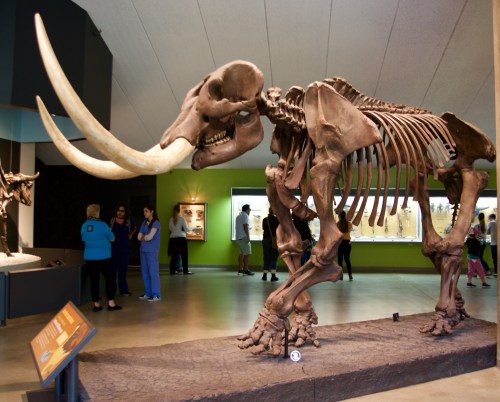 A large mammoth skeleton on display in a museum, with visitors observing in the background.
