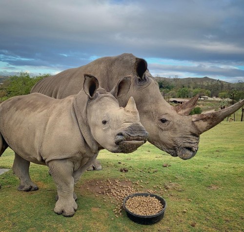 A mother rhinoceros and her calf stand together near a bowl of food on a grassy field under a cloudy sky.