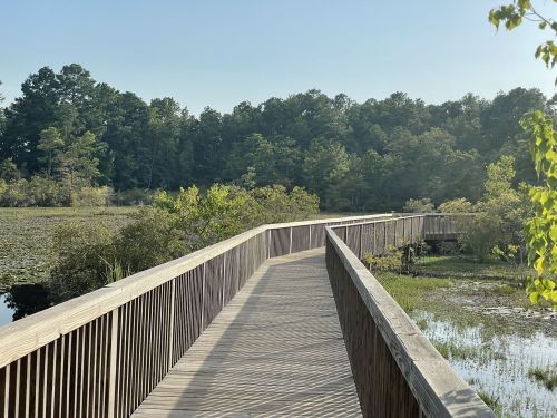 A wooden boardwalk winding through a lush green wetland under a clear blue sky.