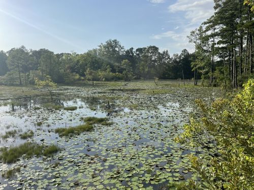 A serene wetland scene with lily pads on the water, surrounded by trees and a clear blue sky.