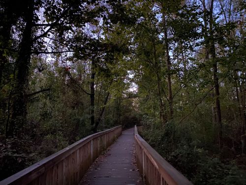 A wooden boardwalk winding through a lush, green forest under a twilight sky.