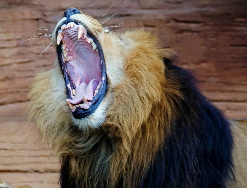 A close-up of a lion yawning, showcasing its large teeth and majestic mane against a rocky background.