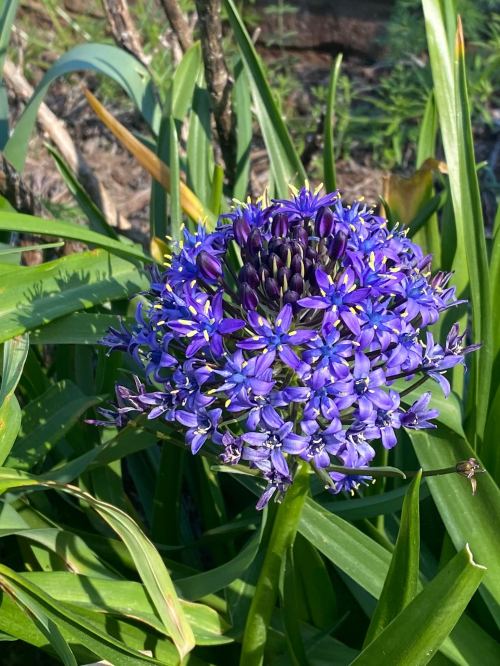 A vibrant cluster of purple flowers surrounded by green leaves in a garden setting.