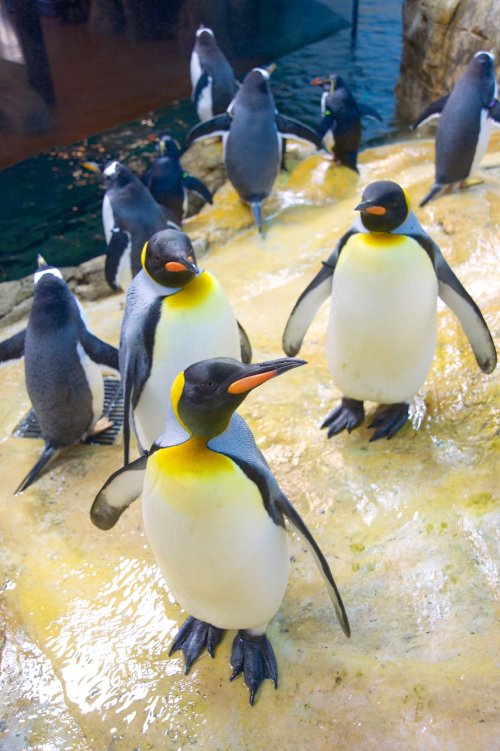 A group of penguins standing on a rocky surface near water, with some swimming in the background.