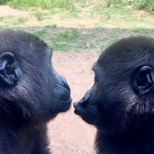 Two gorillas face each other closely, showcasing their expressive features against a natural background.