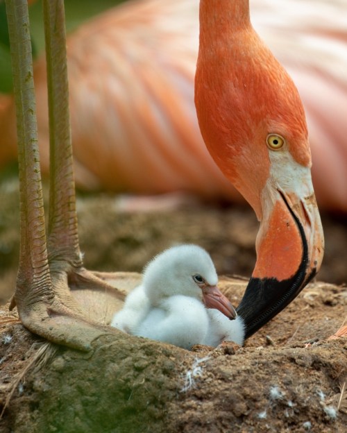 A close-up of a flamingo and its fluffy chick resting together on a nest.