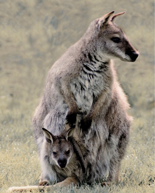 A kangaroo stands on grass, with a joey peeking out from its pouch.