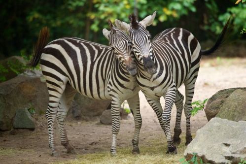 Two zebras with striking black and white stripes nuzzle each other in a natural setting.