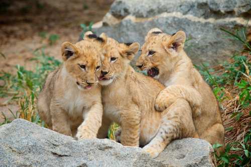 Three playful lion cubs sitting on rocks, surrounded by grass and foliage, interacting with each other.