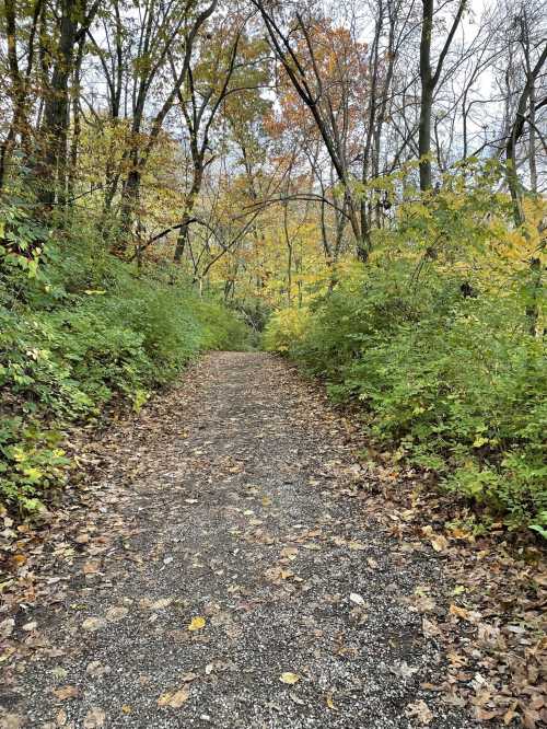 A gravel path surrounded by trees and colorful autumn foliage, leading into a serene forest.