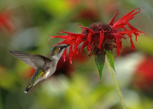 A hummingbird hovering near a vibrant red flower, with blurred green foliage in the background.