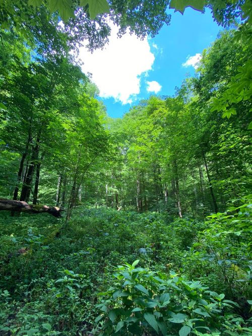 Lush green forest with tall trees and a bright blue sky peeking through the leaves.