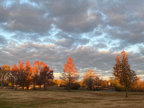 A serene landscape featuring trees with autumn foliage under a cloudy sky, bathed in warm evening light.