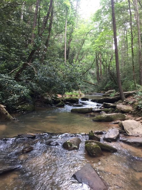 A serene forest scene featuring a flowing stream surrounded by lush greenery and rocky banks.