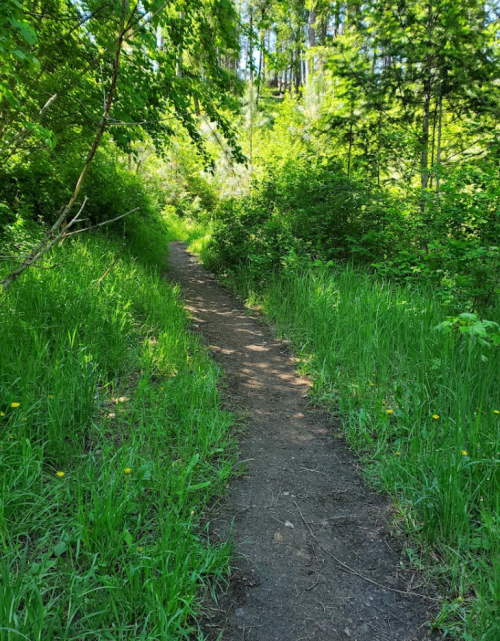 A narrow dirt path winds through lush greenery and tall grass in a forested area.