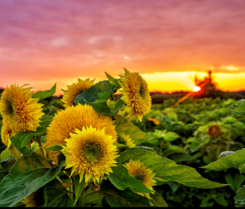 Sunflowers in a field at sunset, with vibrant yellow blooms against a colorful sky.