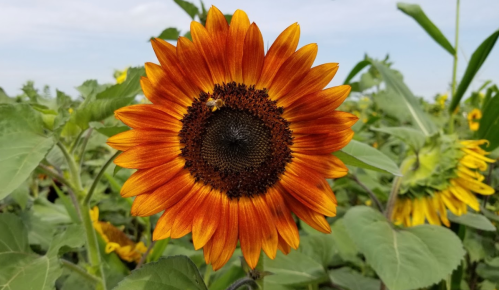 A vibrant sunflower with orange and yellow petals, surrounded by green leaves in a field.