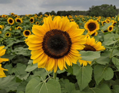 A close-up of a vibrant sunflower surrounded by a field of sunflowers under a cloudy sky.