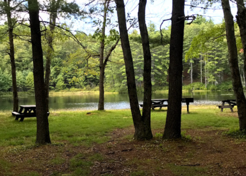 A serene lakeside scene with picnic tables and a grill, surrounded by trees and lush greenery.