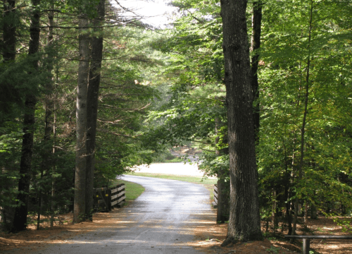 A winding gravel path through a lush green forest, flanked by tall trees and dappled sunlight.