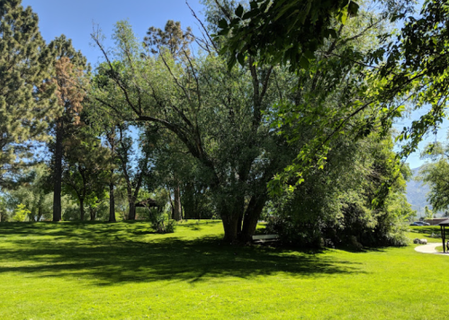 A lush green park with large trees and a clear blue sky, creating a serene outdoor atmosphere.