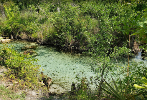 A serene, clear stream surrounded by lush greenery and small rocks, reflecting sunlight in a peaceful natural setting.