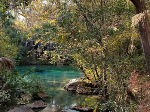 A serene forest scene with a clear, turquoise stream surrounded by lush greenery and rocks.