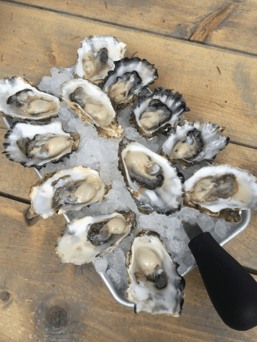 A platter of fresh oysters on ice, arranged neatly with a shucker beside them on a wooden table.